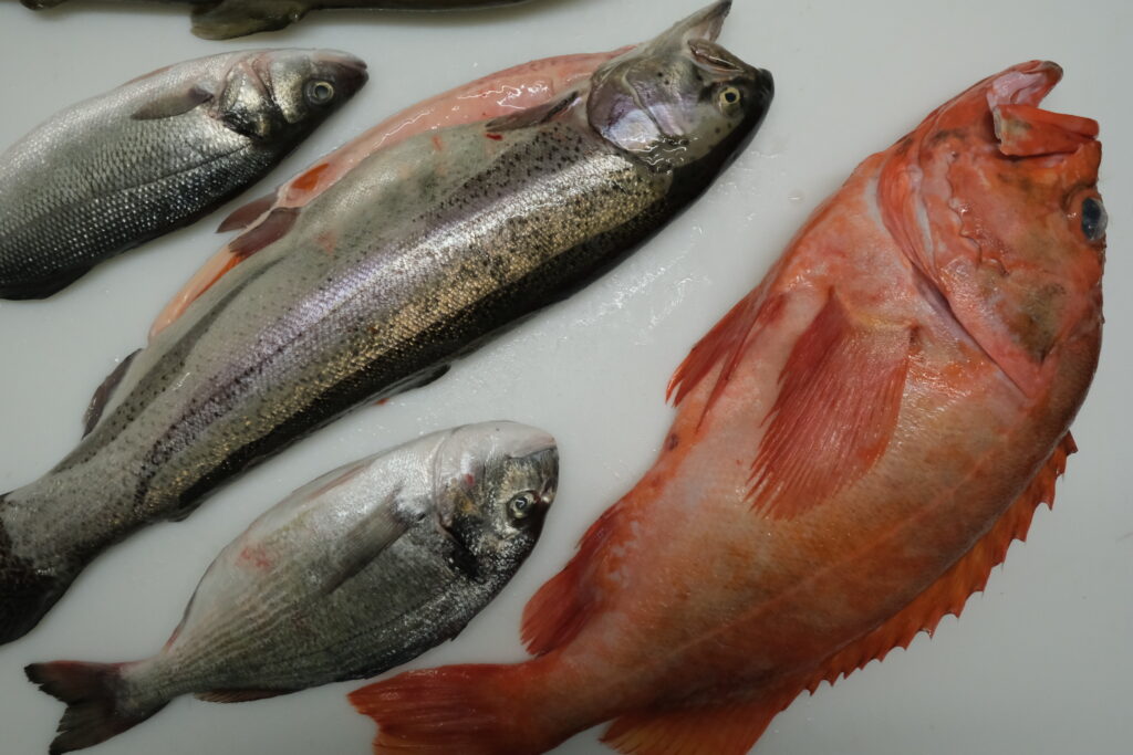 Poissons frais